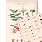 A kávévilág puzzle - A kávé csodaországa 